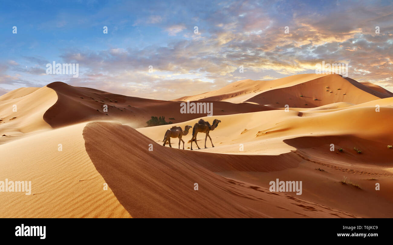Camels amongst the Sahara sand dunes of erg Chebbi, Morocco, Africa Stock Photo