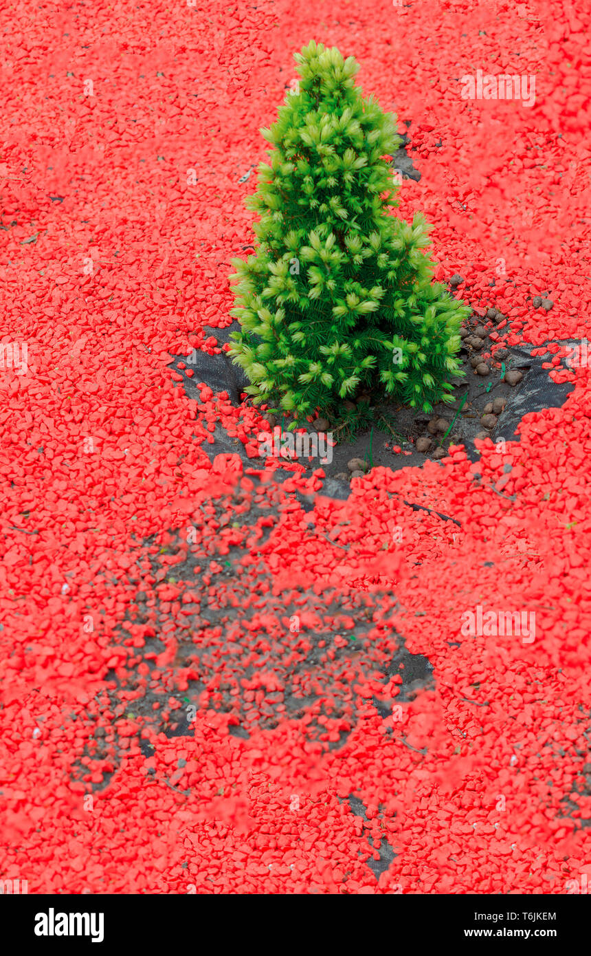 Conifer afforestation hi-res stock photography and images - Alamy