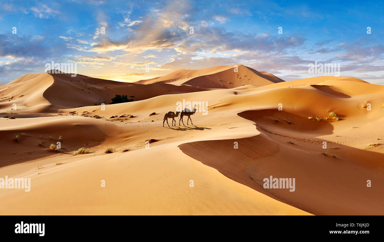 Camels amongst the Sahara sand dunes of erg Chebbi, Morocco, Africa Stock Photo