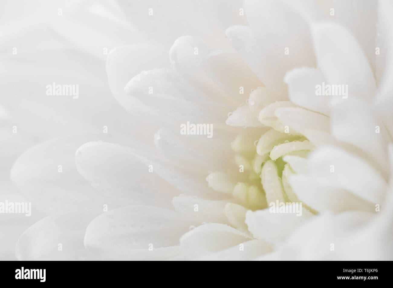 White chrysanthemum close up. Macro image with small depth of field. Stock Photo