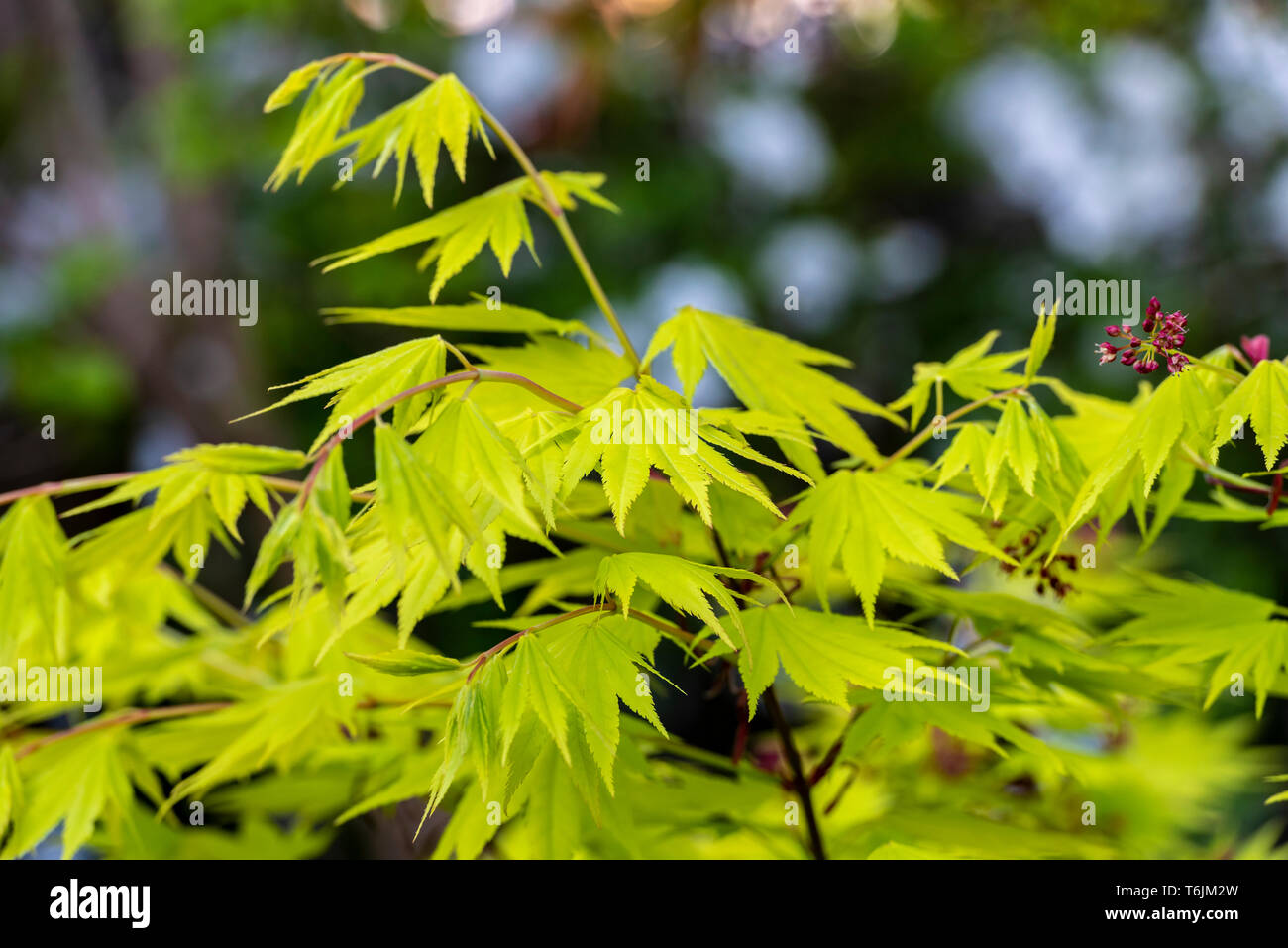 Acer shirasawanum Aureum, golden Shirasawa maple, golden full moon maple, japonicum , sapindaceae, Stock Photo