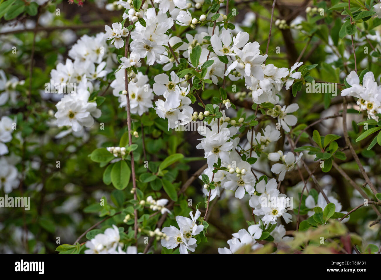 Exochorda macrantha the bride, Rosaceae. White, springtime blossom.Spring flowering shrub or bush. Stock Photo