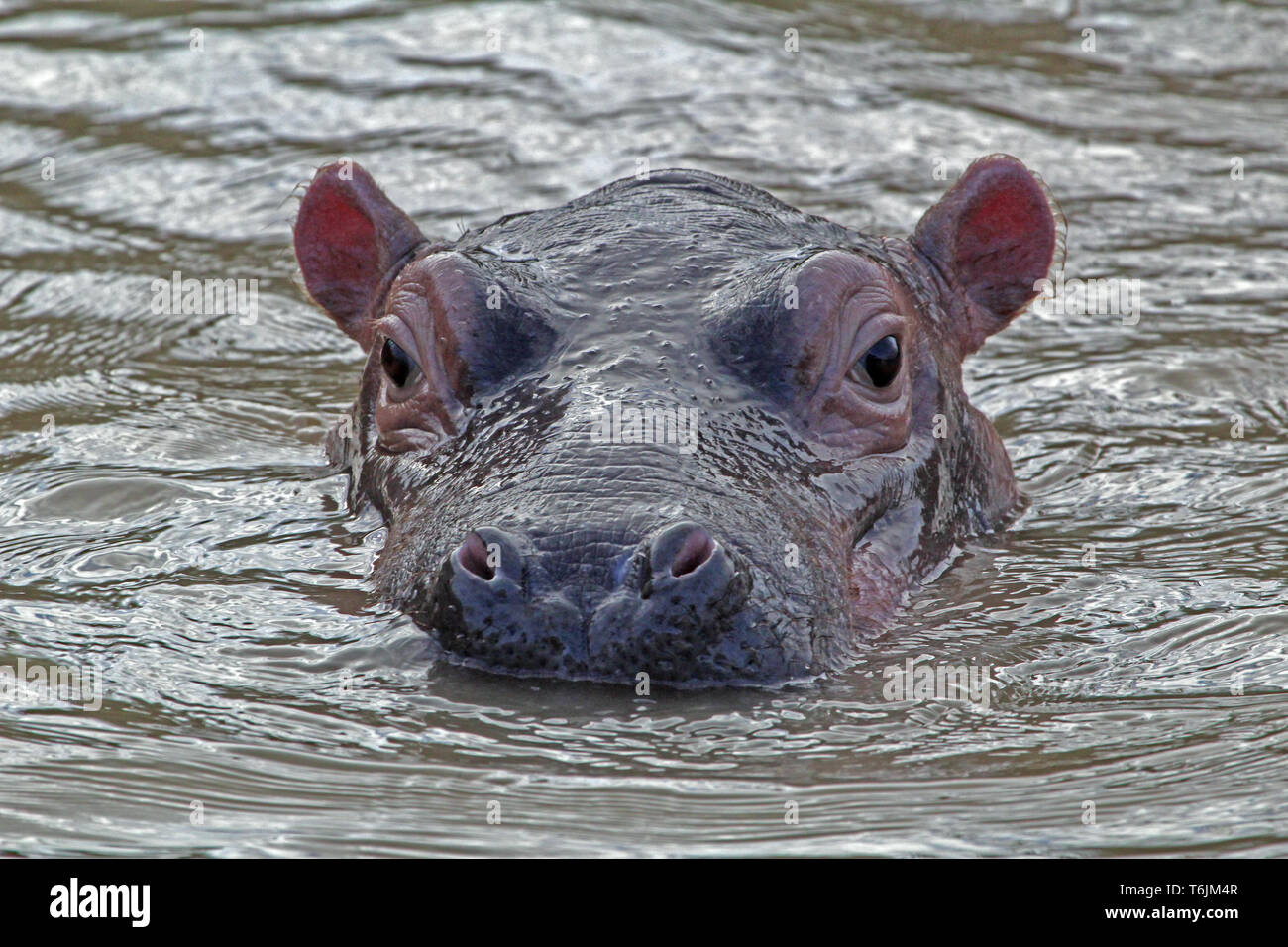 Hippopotamus predator hires stock photography and images Alamy