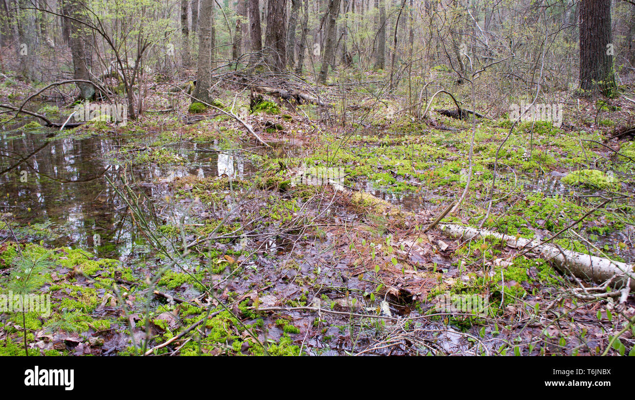 Blue hills reservation, milton ma hires stock photography and images