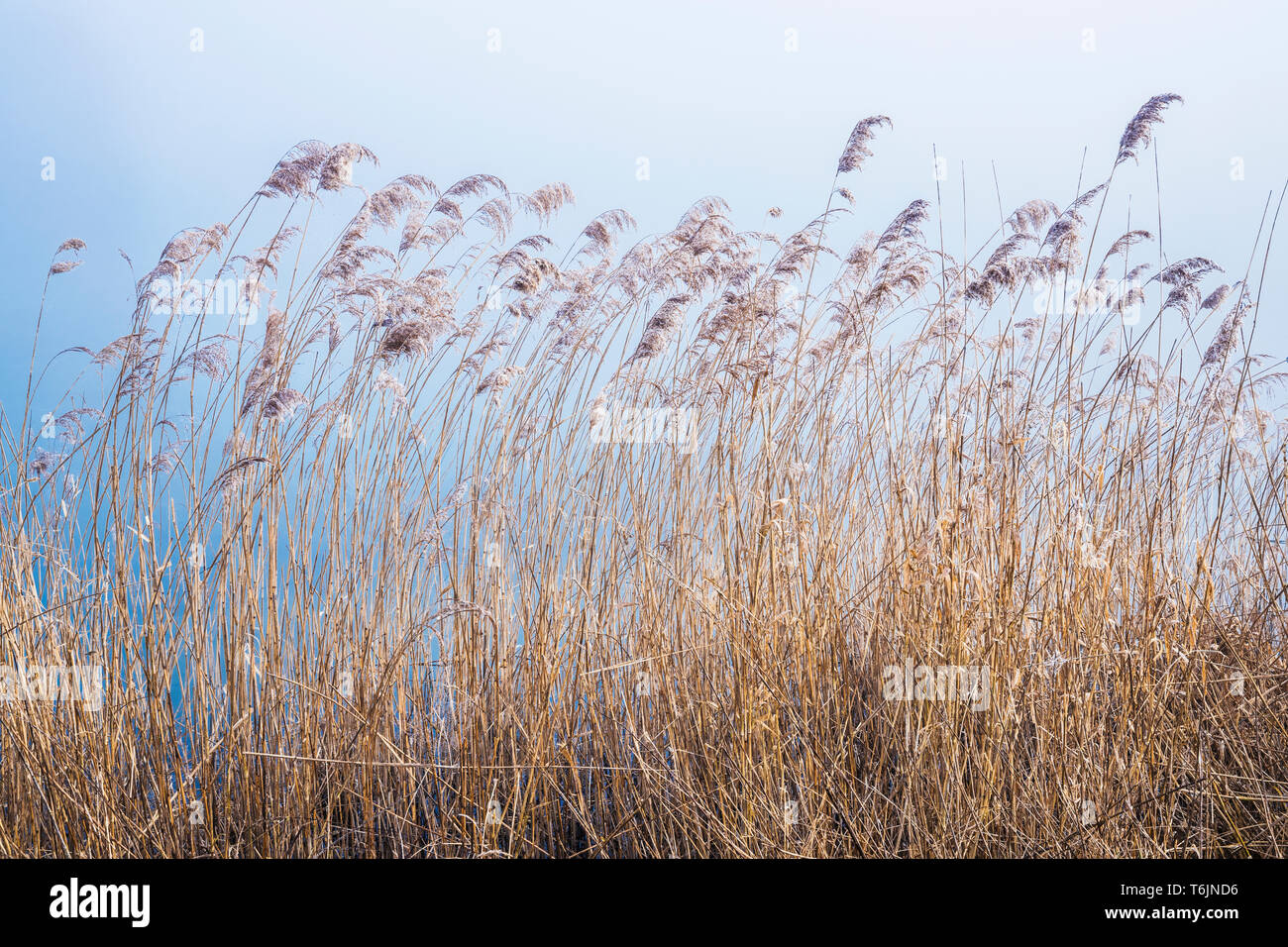 Rushes by the side of one of the lakes at Cotswold Water Park. Stock Photo