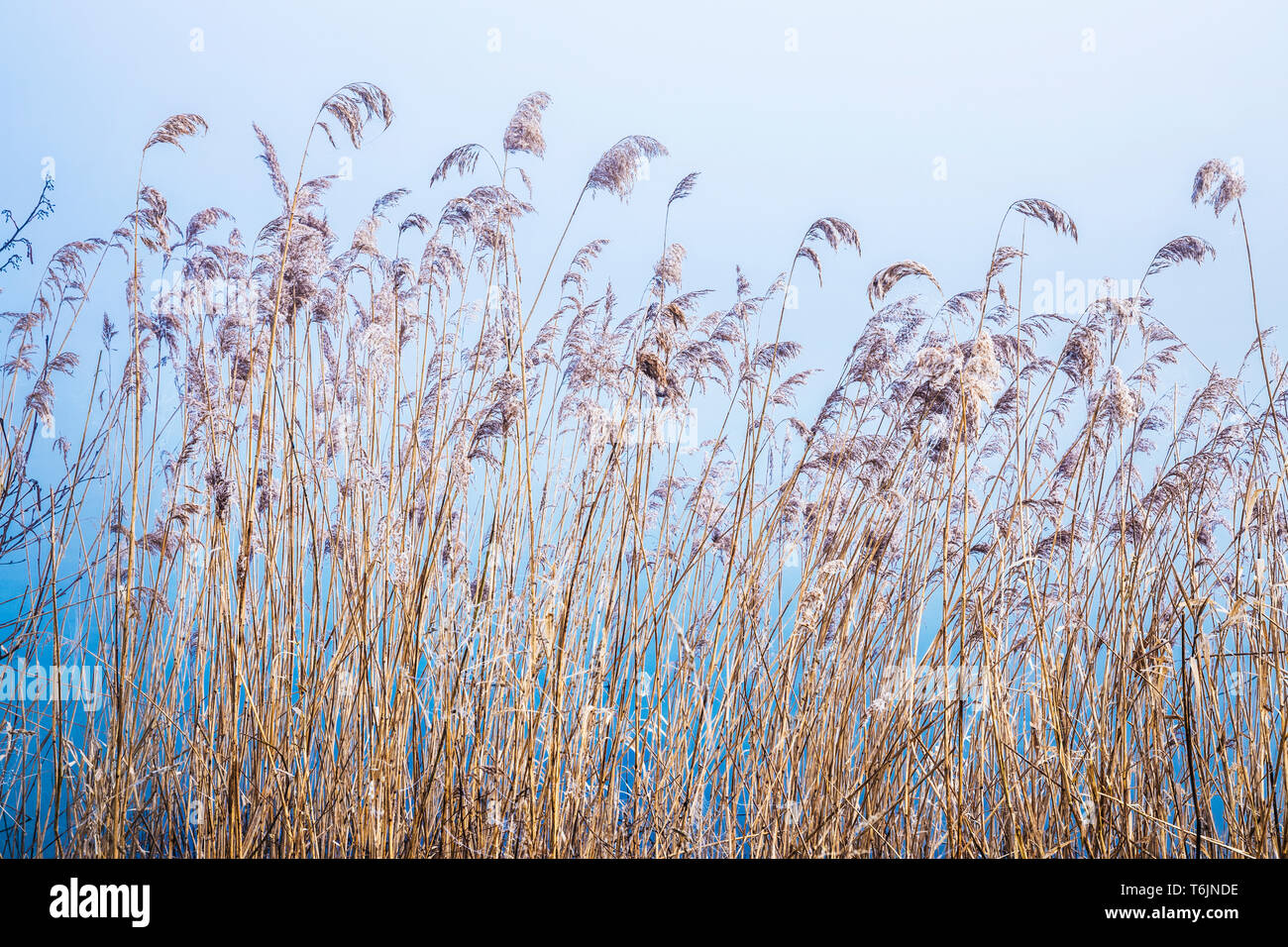Rushes by the side of one of the lakes at Cotswold Water Park. Stock Photo