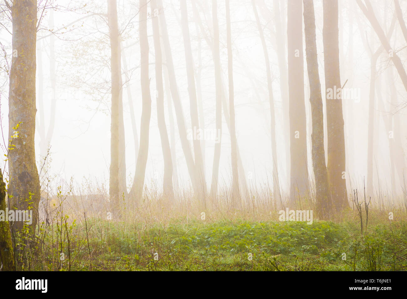 A misty woodland scene by one of the lakes at the Cotswold Water Park. Stock Photo