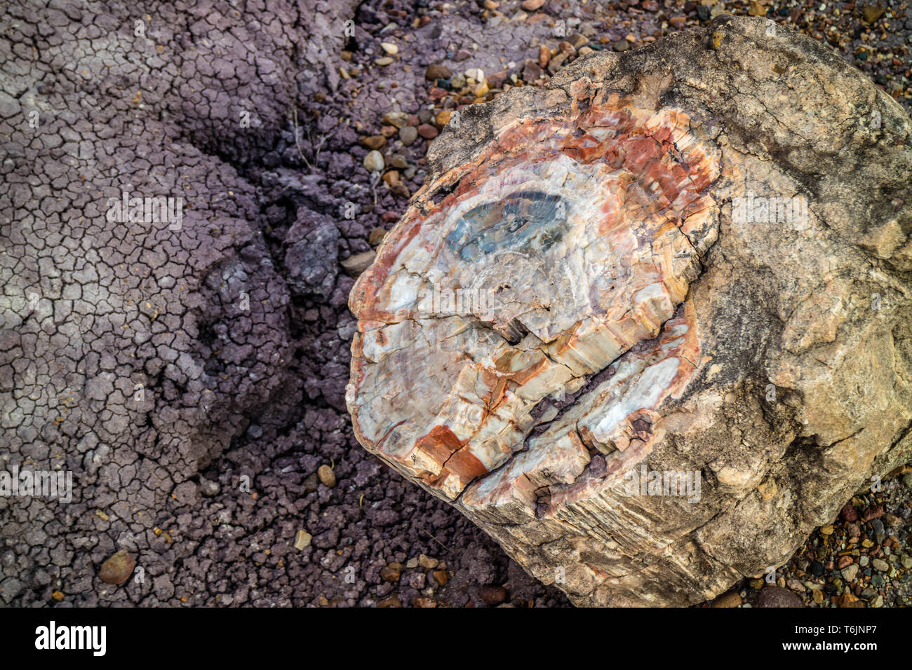 Petrified log in Petrified Forest National Park, Arizona Stock Photo