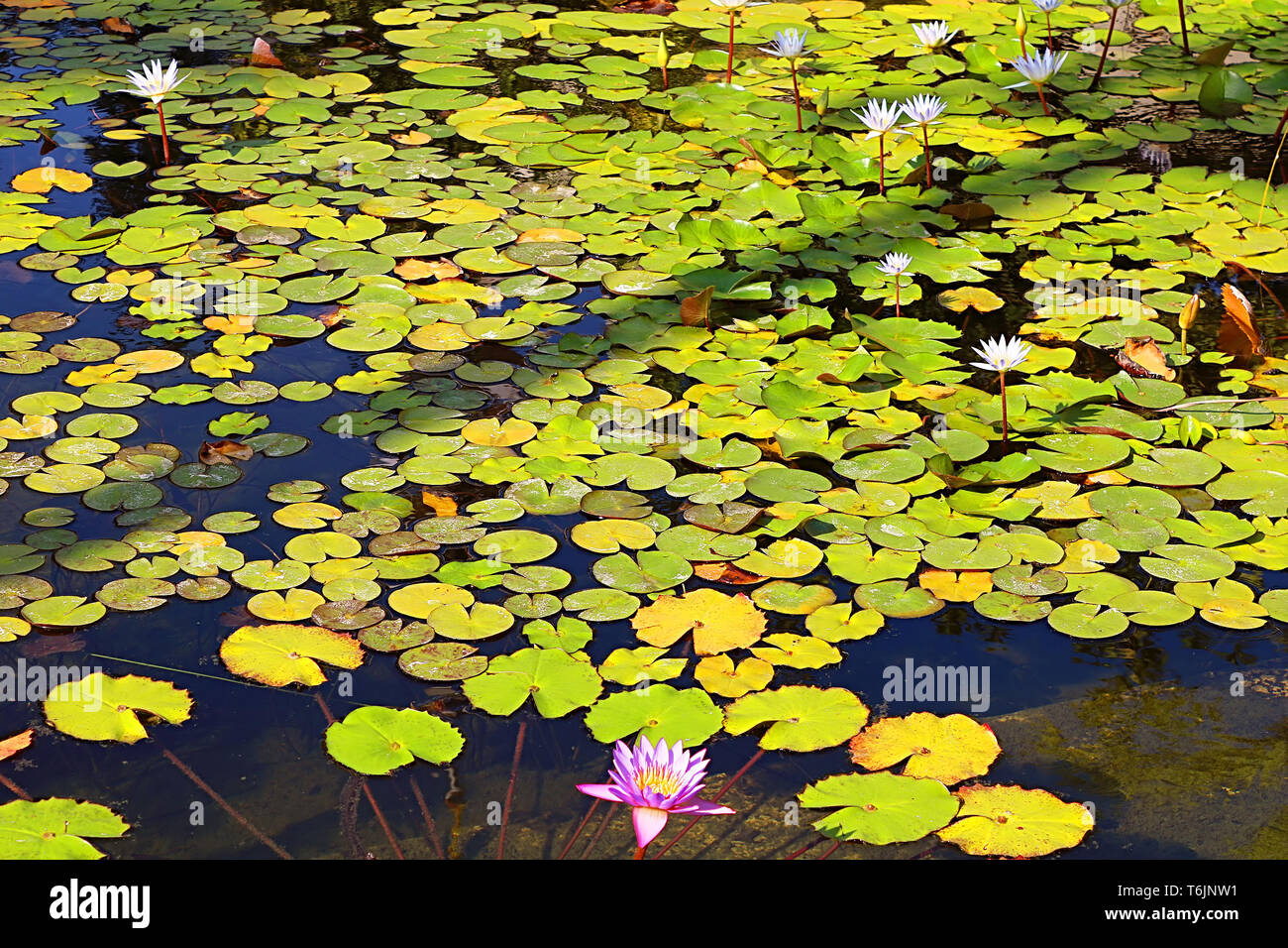 Water lilies in the pond inside the Sarona Garden, Tel Aviv, Israel