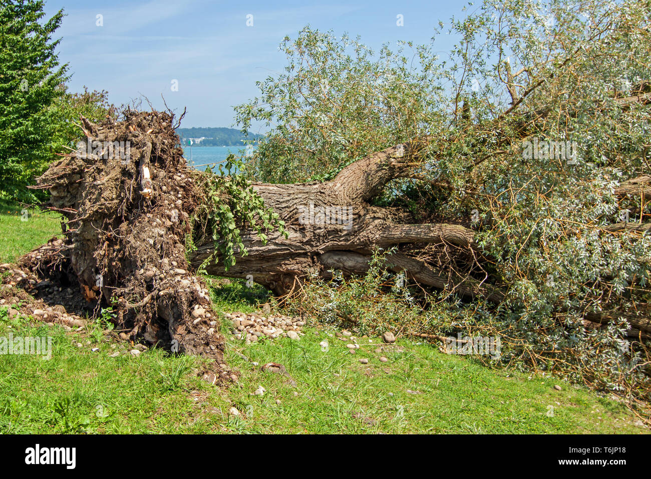 Willow-tree fell form the storm Stock Photo