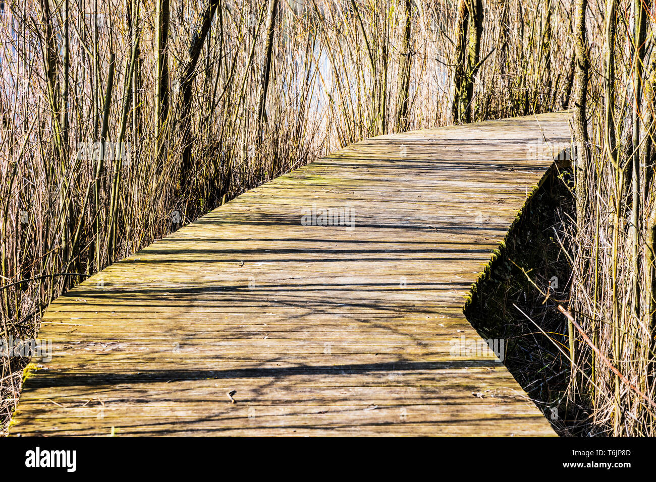 A boardwalk on one of the lakes at Cotswold Water Park. Stock Photo