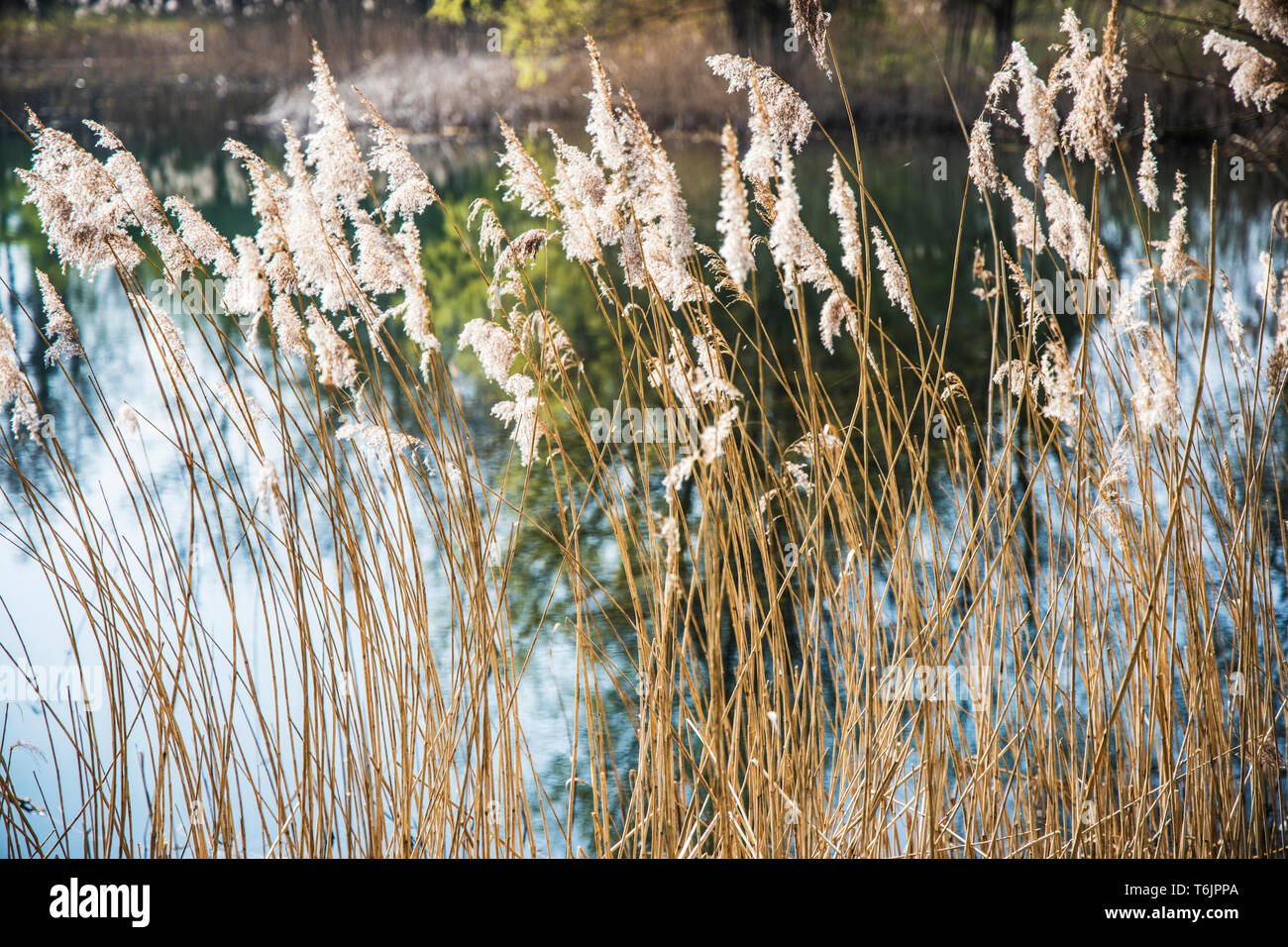 One of the lakes at Cotswold Water Park. Stock Photo