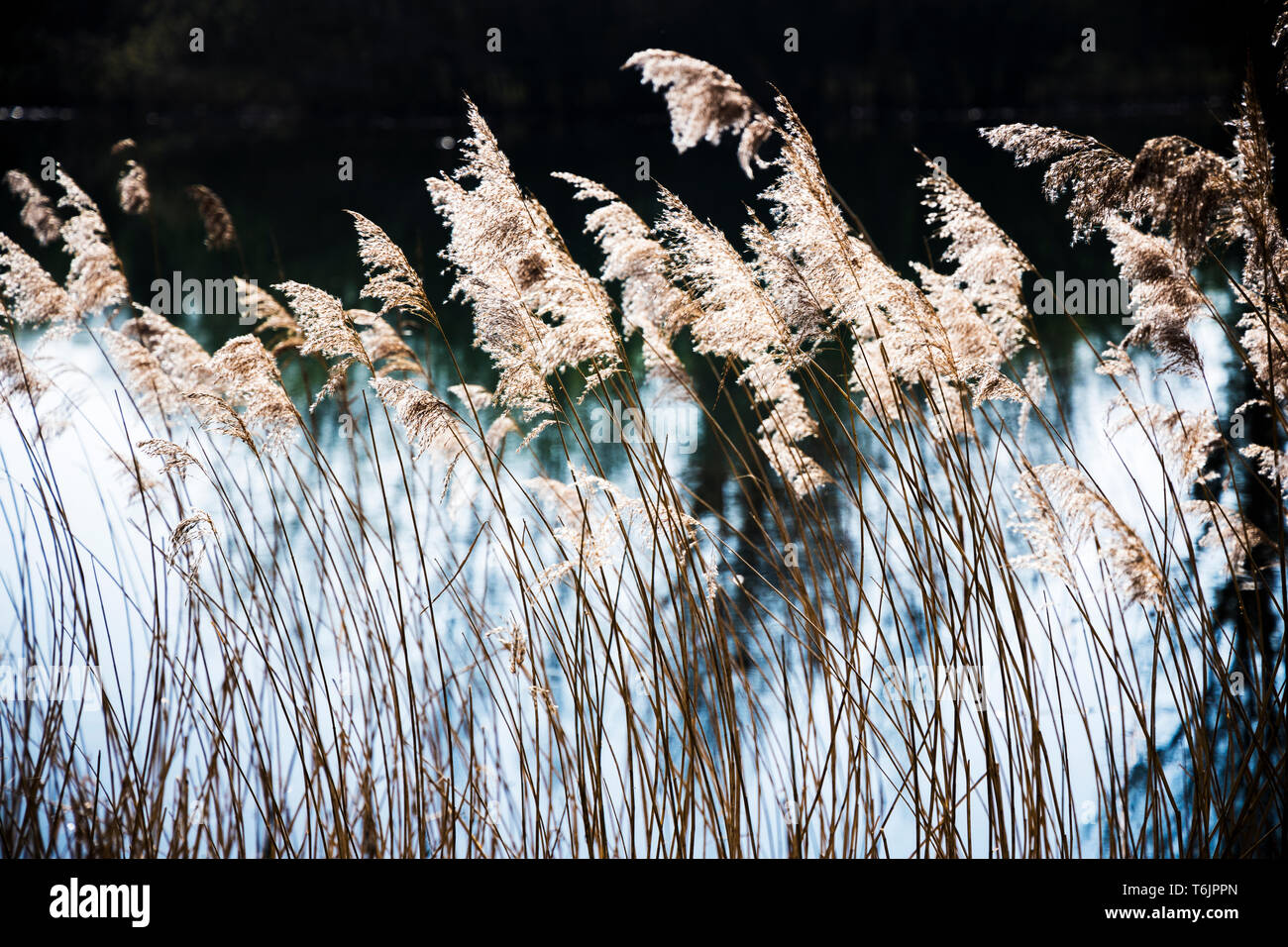 Backlit rushes at the edge of one of the lakes at Cotswold Water Park. Stock Photo