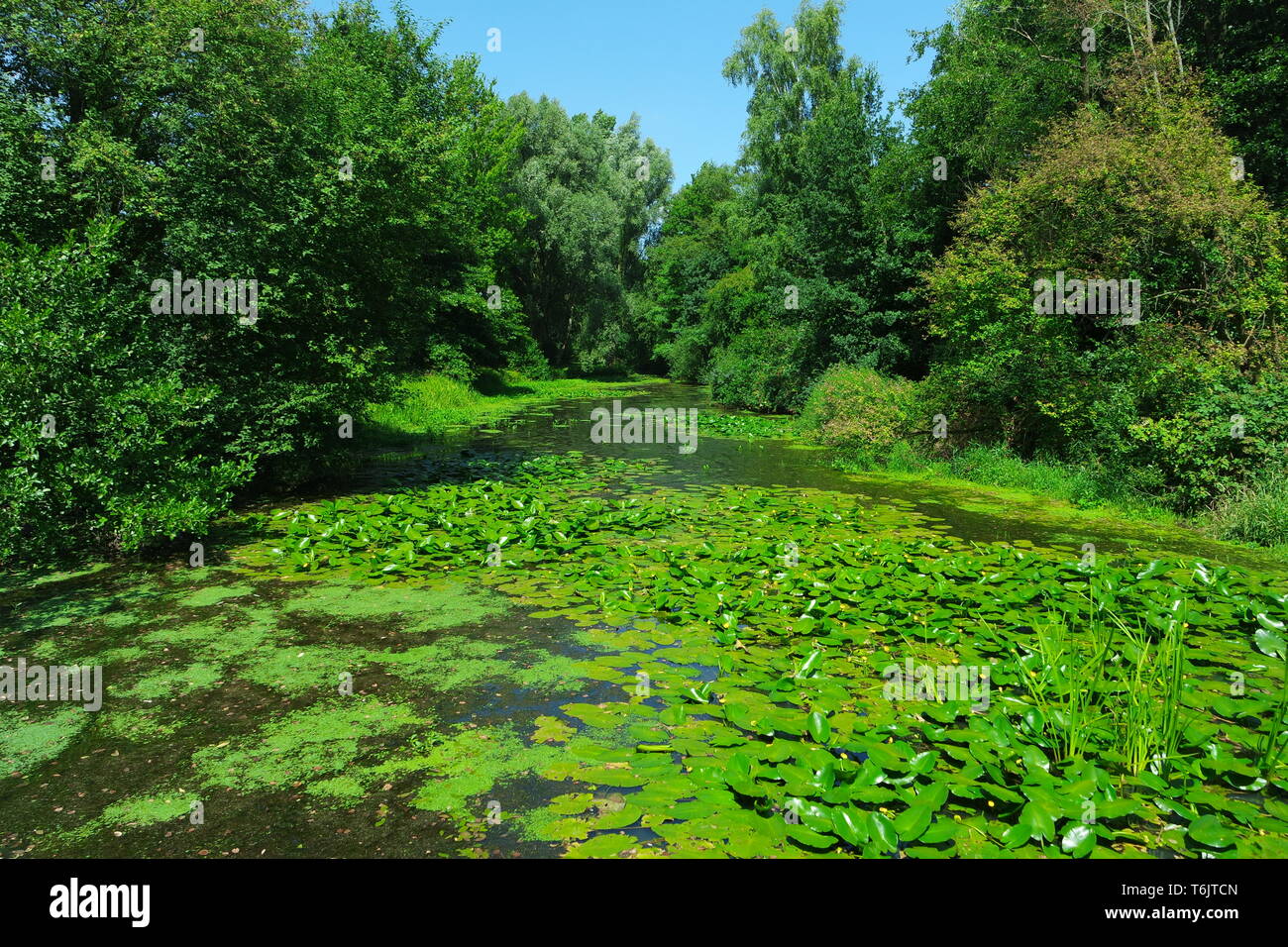 Luhe river in summer Stock Photo