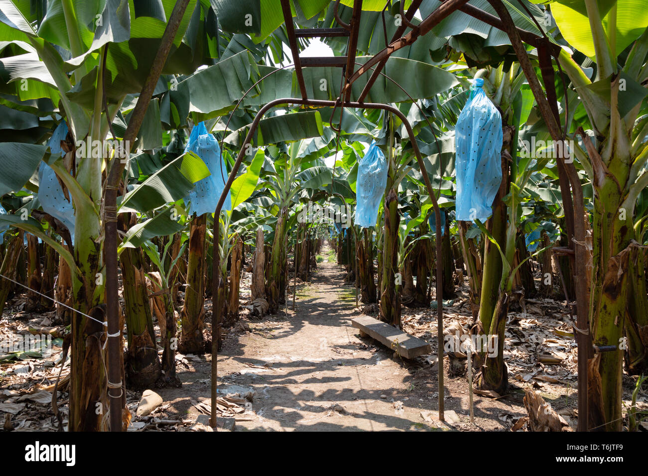 Plantation agriculture crop hires stock photography and images Alamy