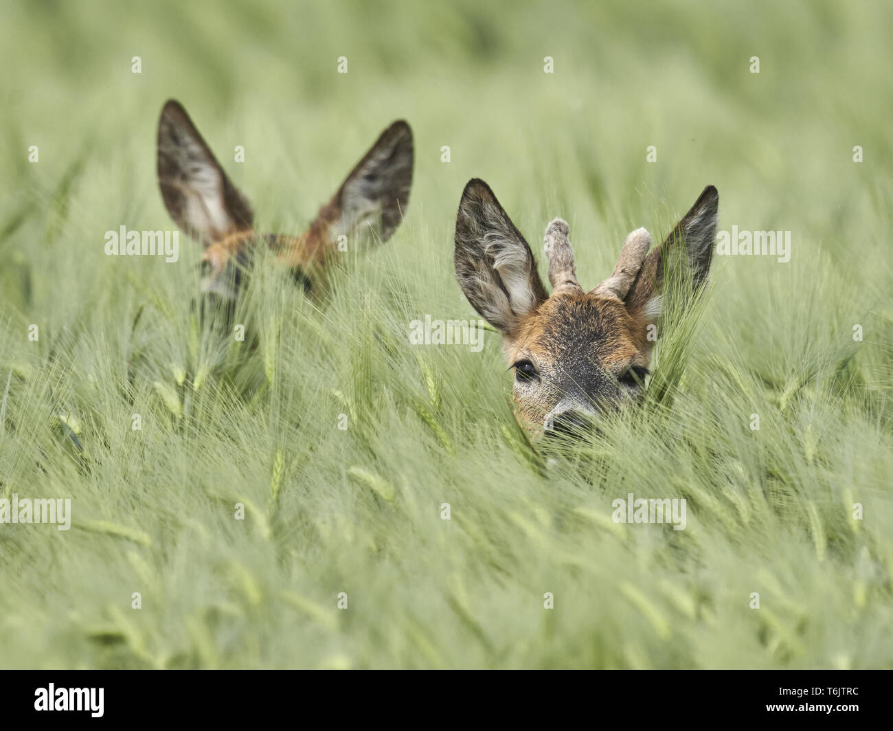 European roe deer, Capreolus capreolus Stock Photo