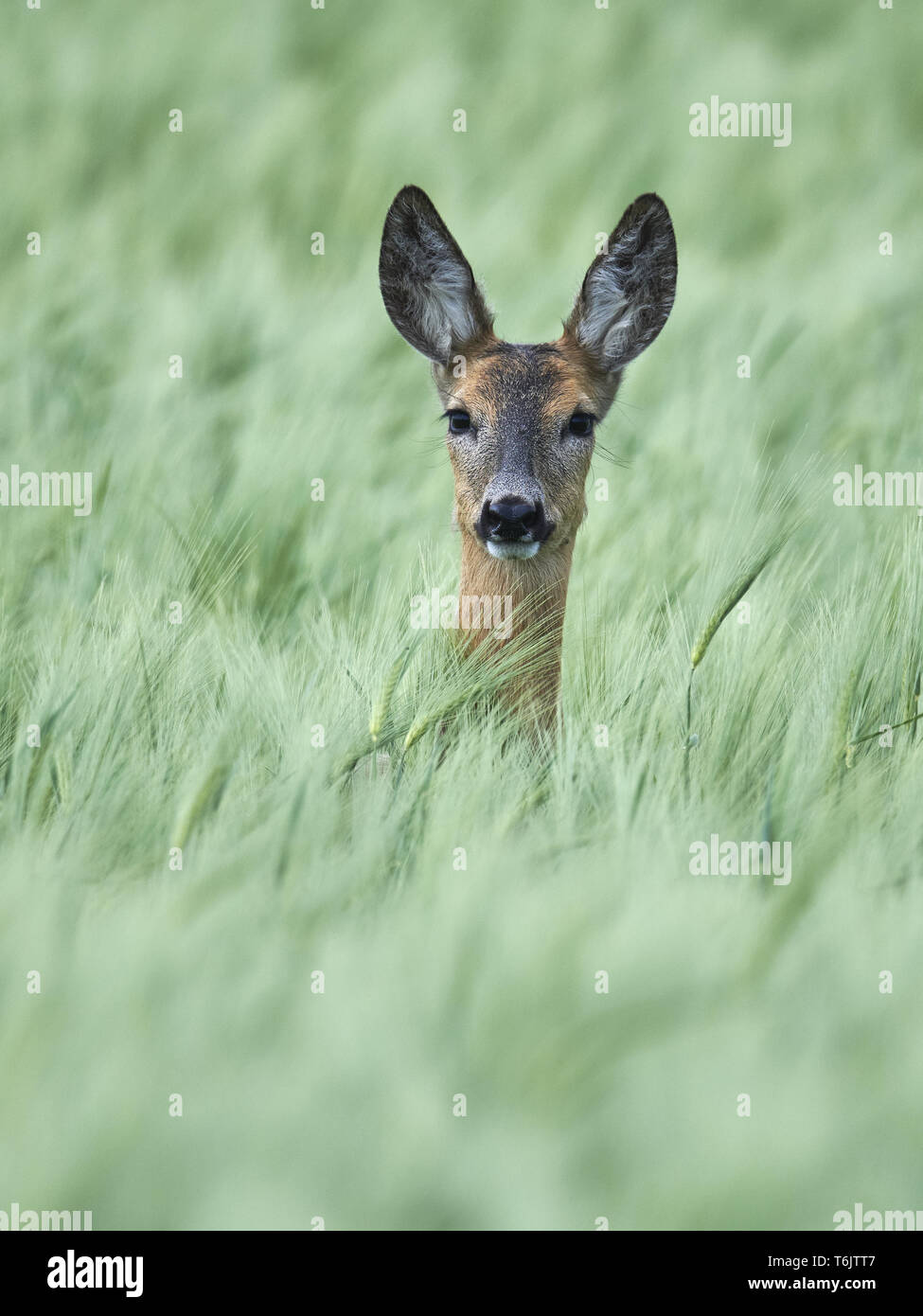 European roe deer, Capreolus capreolus Stock Photo