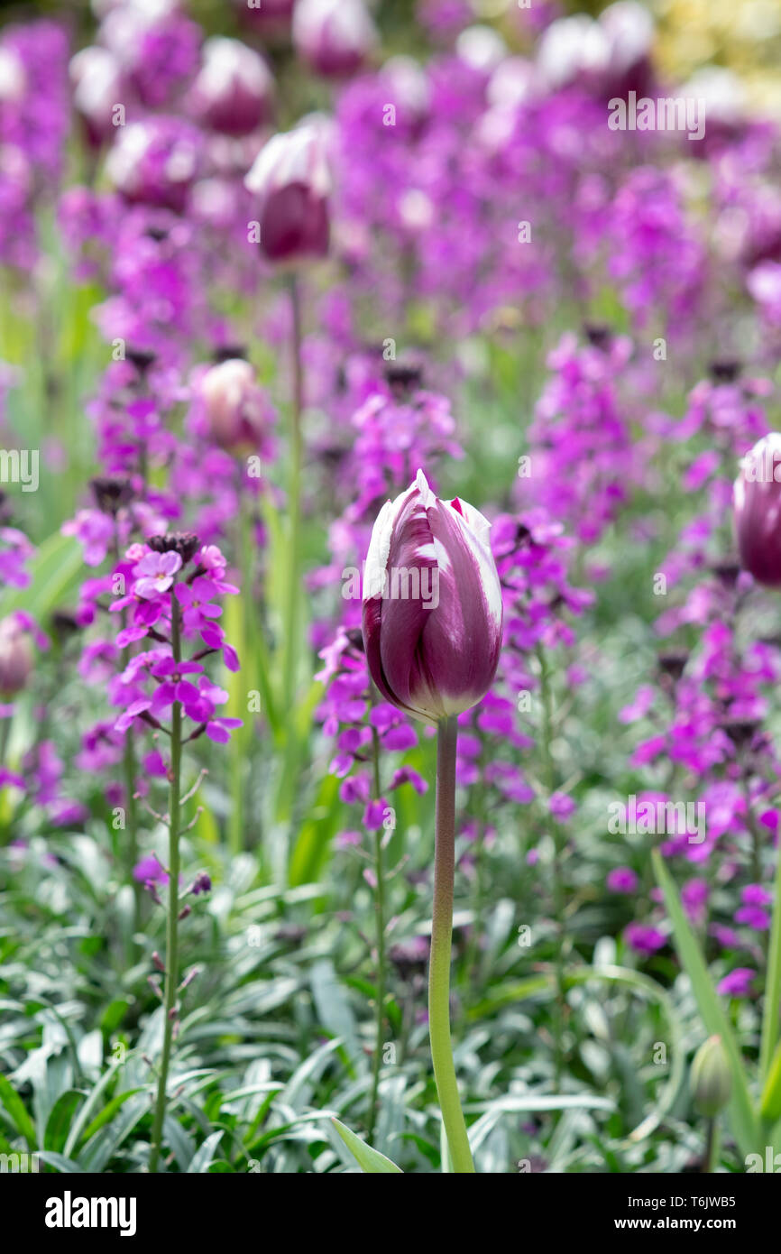 Tulipa ‘Rems favourite’. Tulip ‘Rems favourite’ flowers. UK Stock Photo