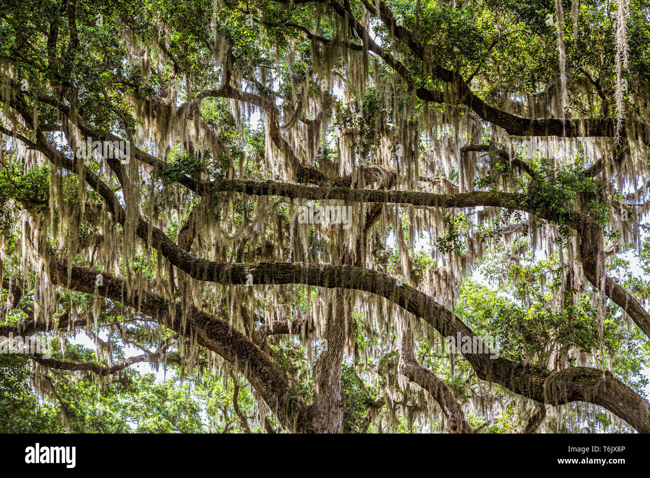 Spanish Moss growing on old oak trees in the southern United States