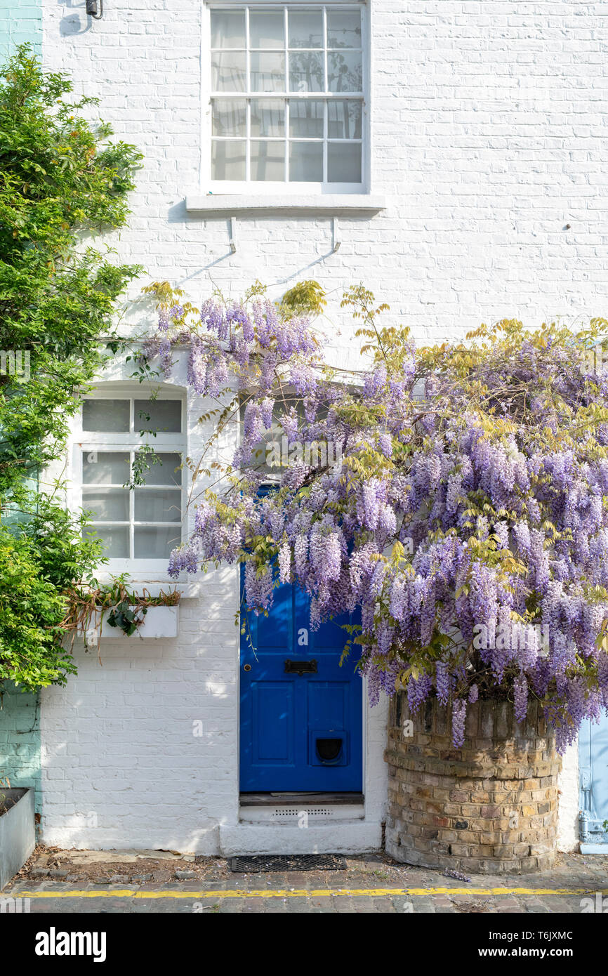 Wisteria on a house in St Lukes mews, Notting Hill, London, England