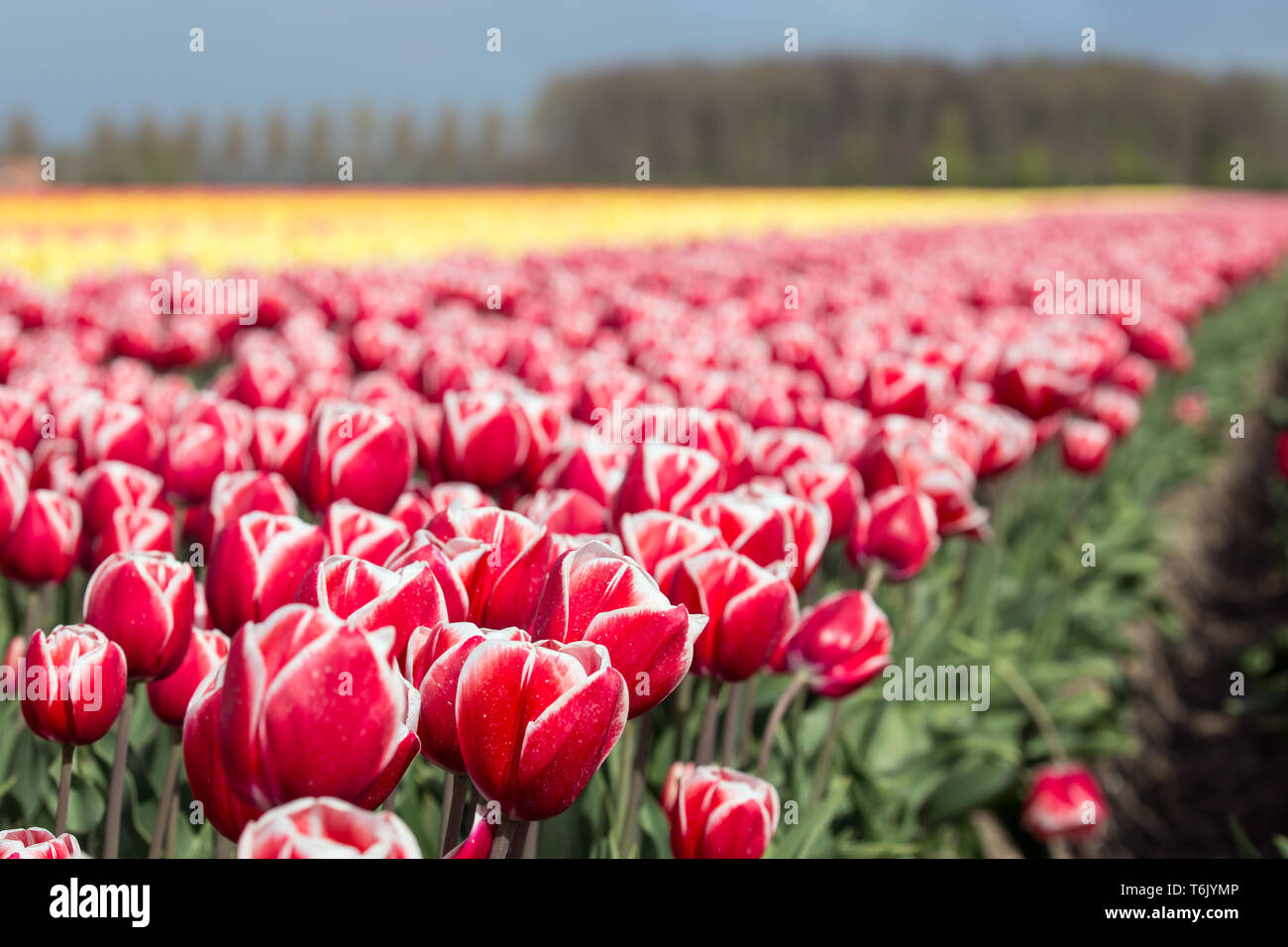 Dutch farmland with colorful tulip fields Stock Photo