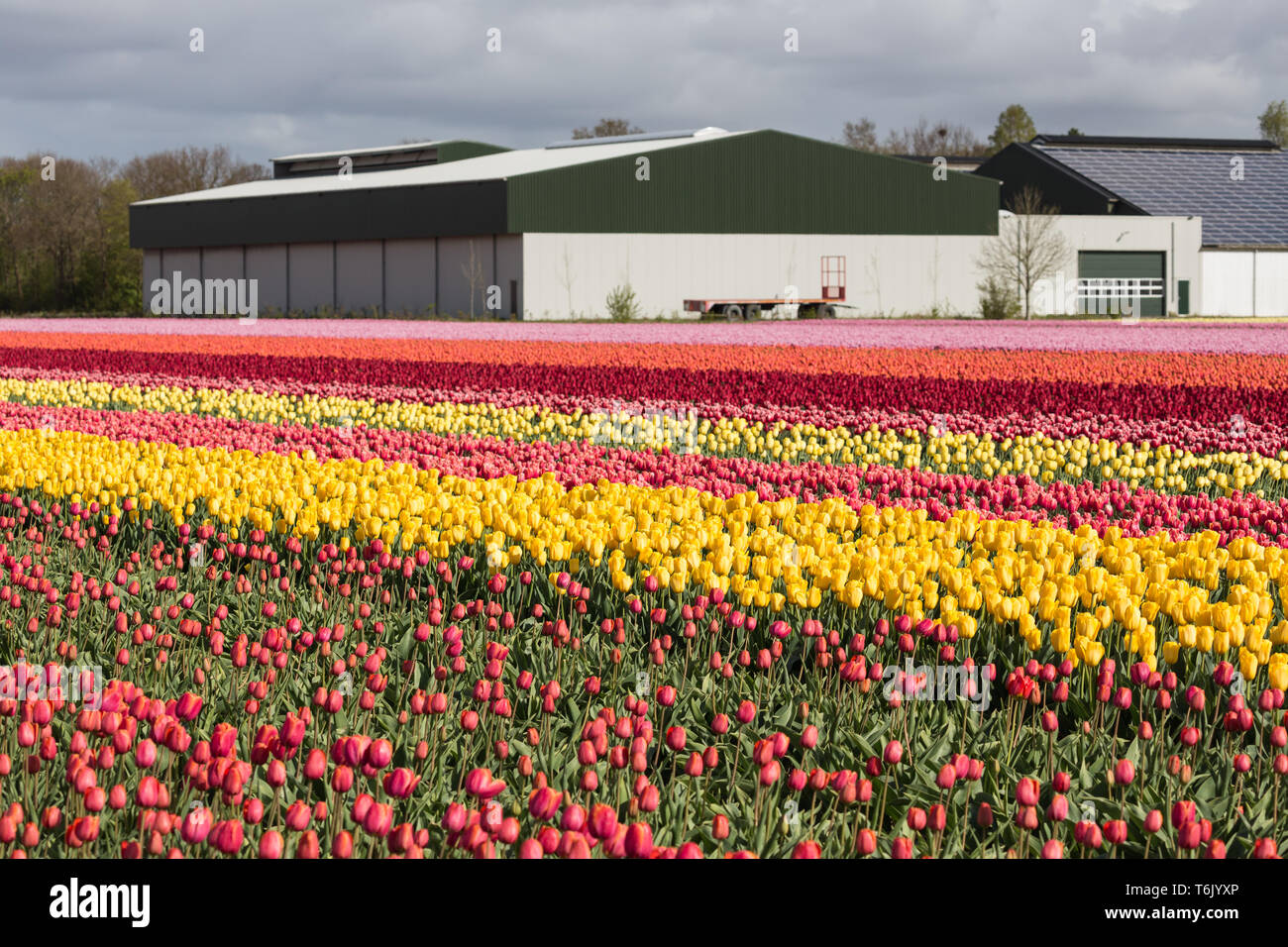 Tulip barn holland hi-res stock photography and images - Alamy