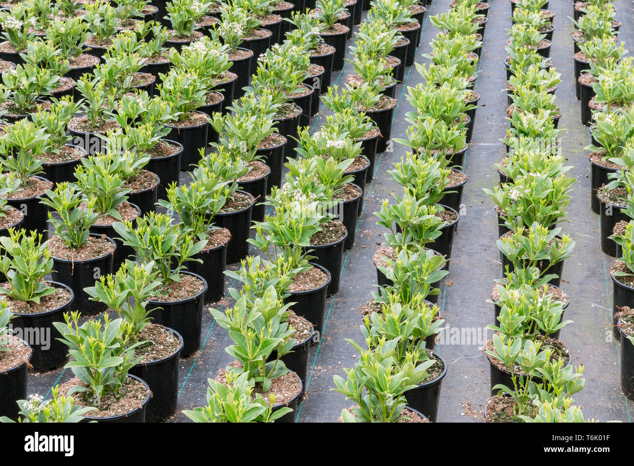 Cultivation of shrub plants (Skimmia) in flowerpots in Dutch greenhouse Stock Photo