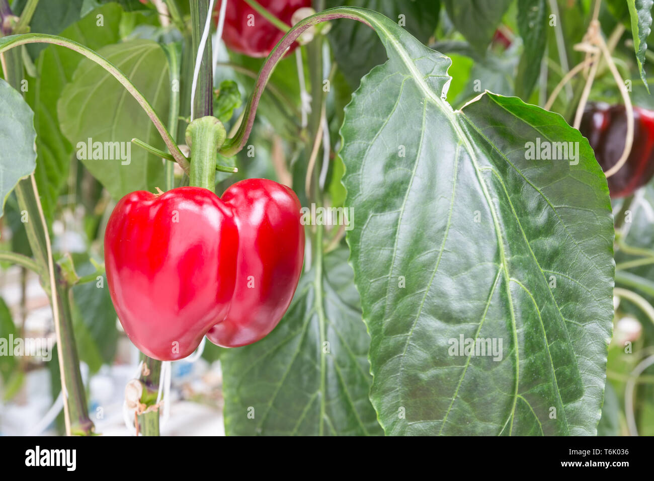 Cultivation of red paprika in Dutch greenhouse Stock Photo Alamy