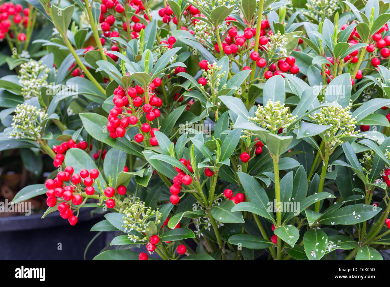 Green shrub (Skimmia) with red fruits in Dutch greenhouse Stock Photo