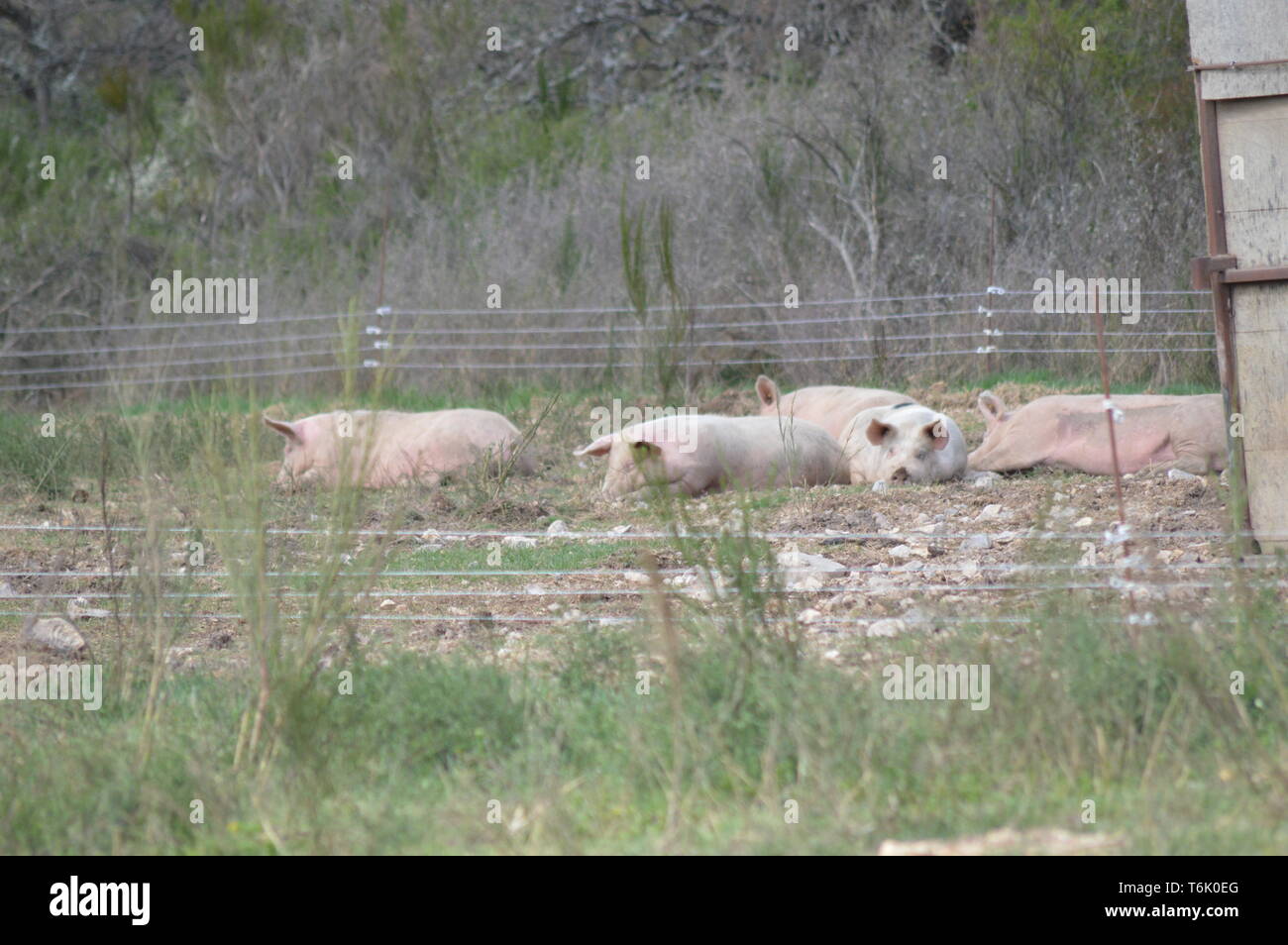 Pigs in their surroundings ( south of france ) Stock Photo