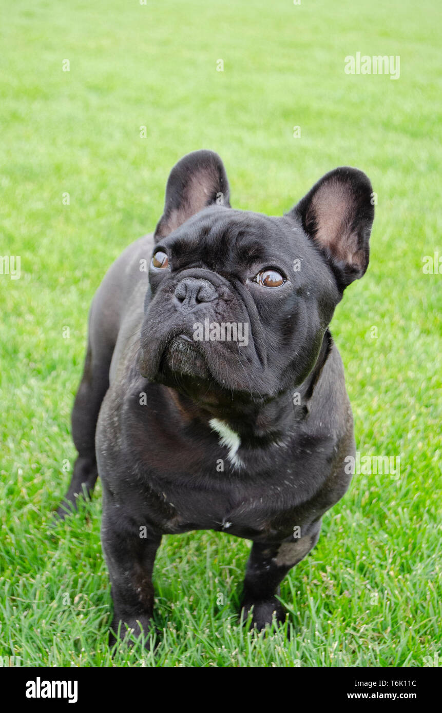 Adorable black french buldog puppy, standing on the grass lawn and waiting  for a snack Stock Photo - Alamy, image size:861x1390