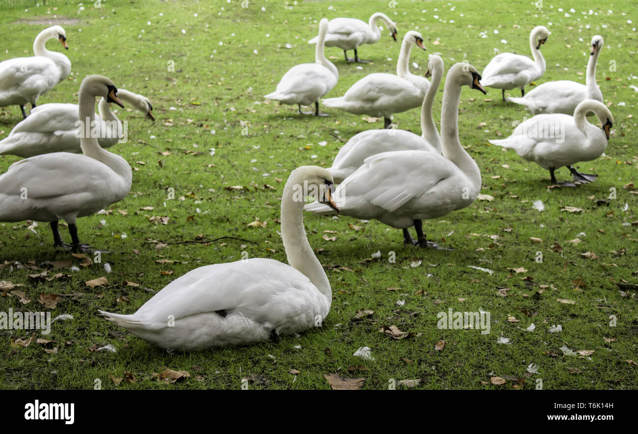 Swans in Bruges, detail of protected animals, tourism in Belgium Stock Photo