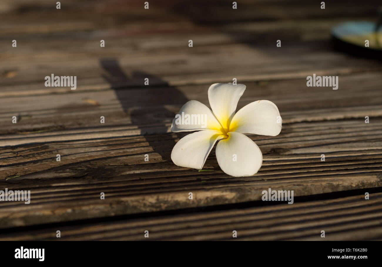 Tiare tahiti hi-res stock photography and images - Alamy