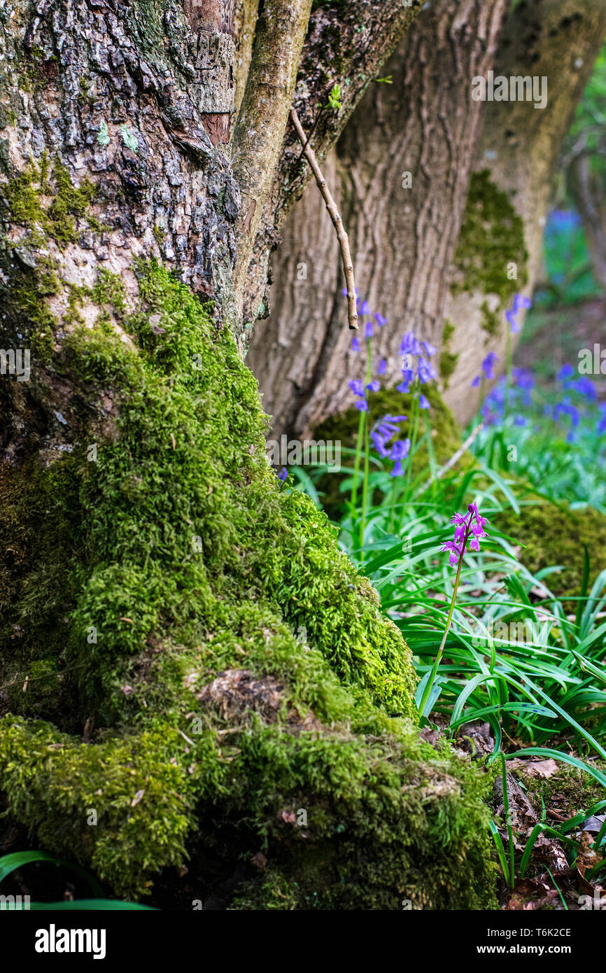 Moss covered tree trunks with bluebells flowering in the spring sunshine Stock Photo