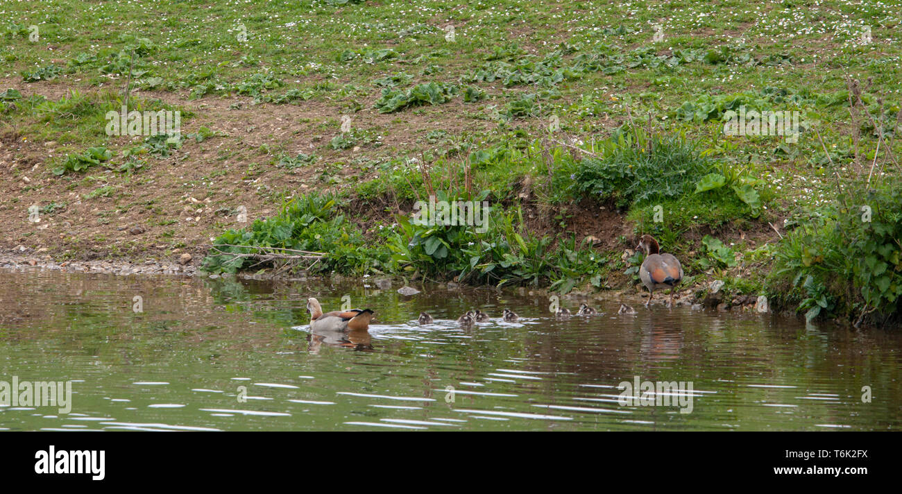 Egyptian geese and gosling Stock Photo