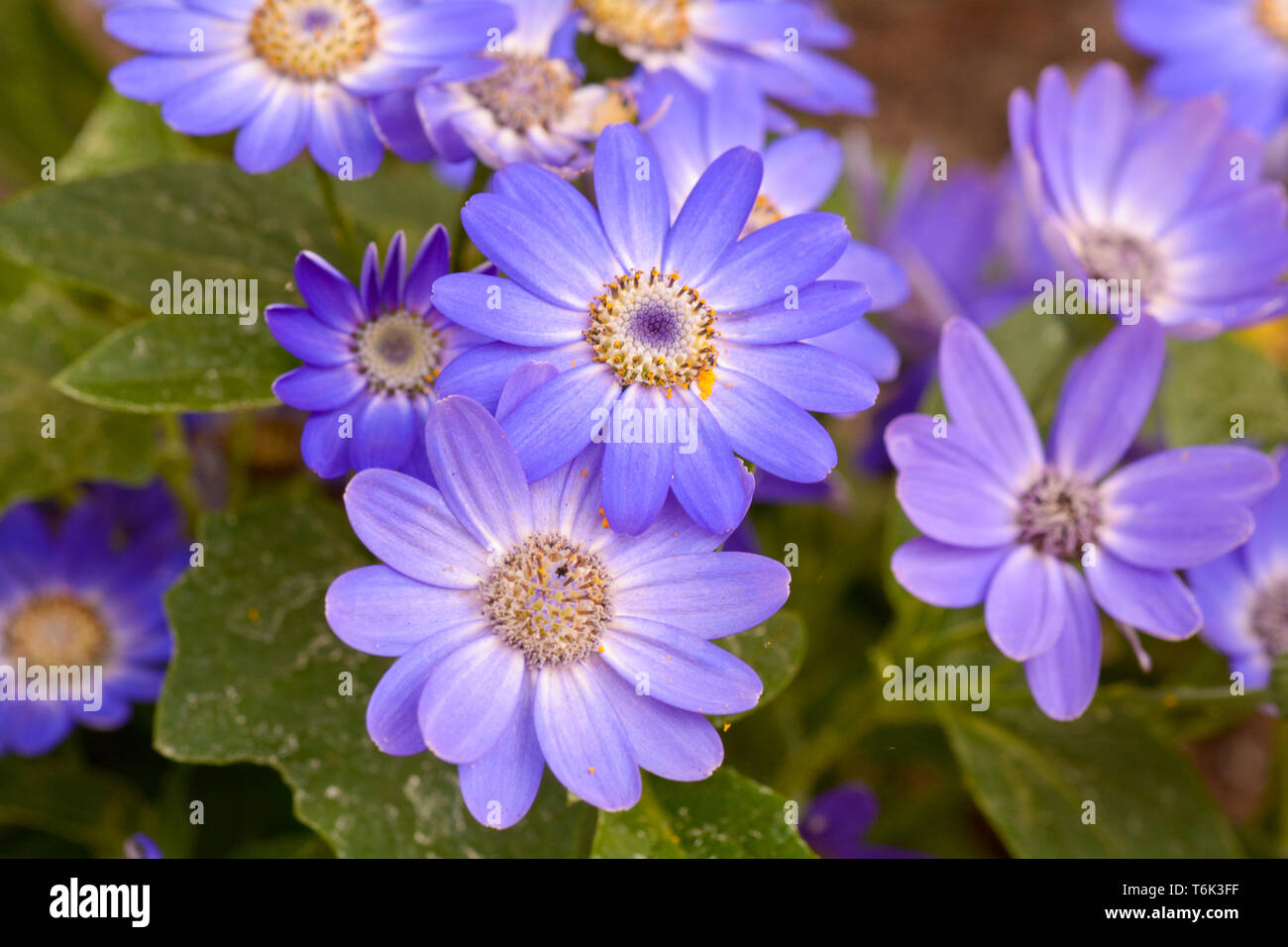 Senetti Baby Blue flowers Stock Photo