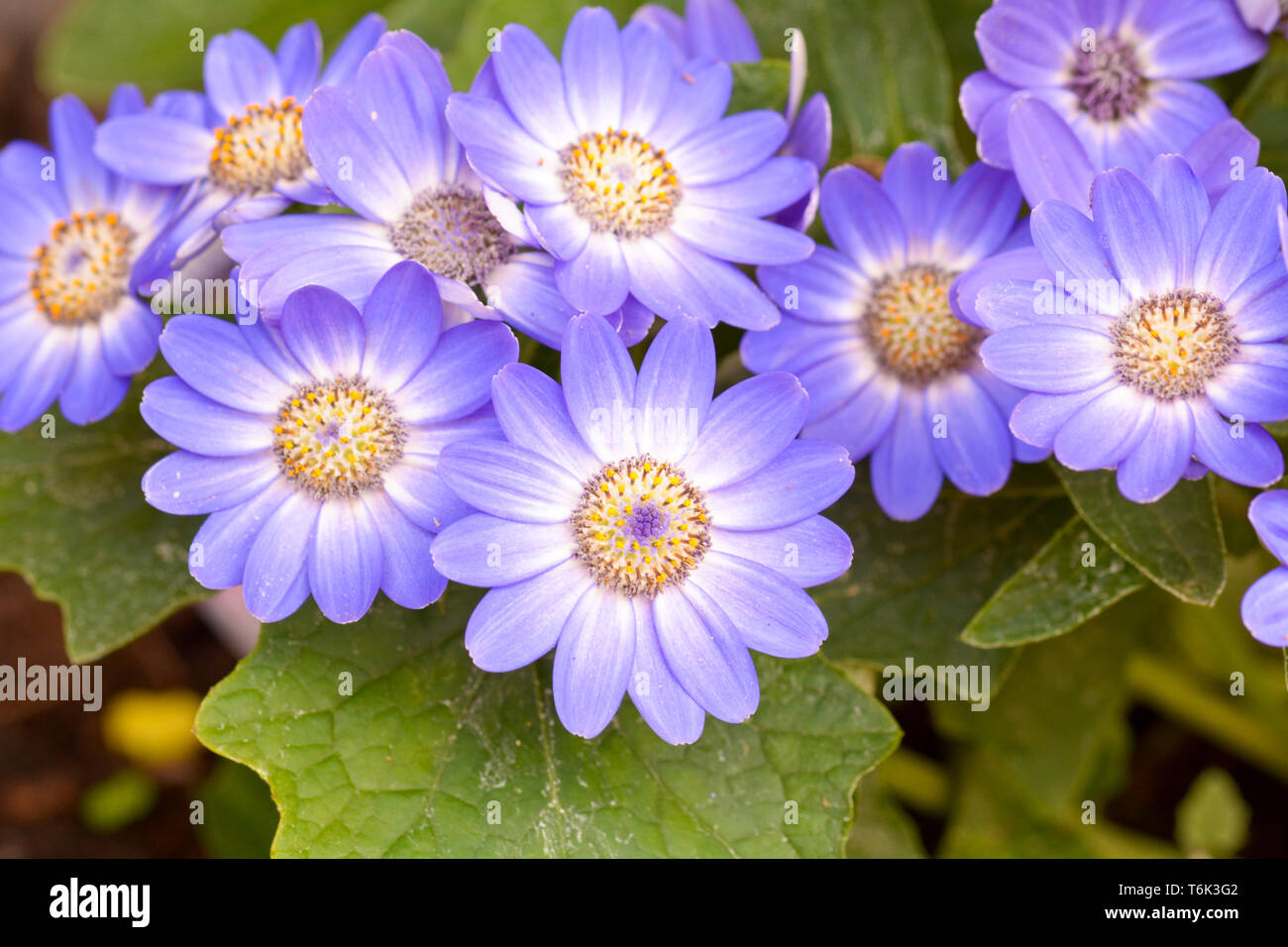 Senetti Baby Blue flowers Stock Photo