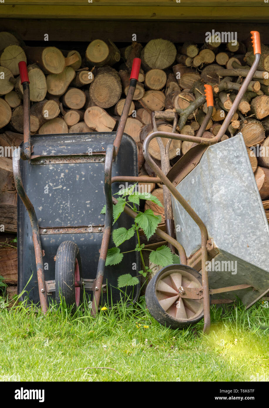 two old wheelbarrows in a garden leaning against a log pile of cut fire
