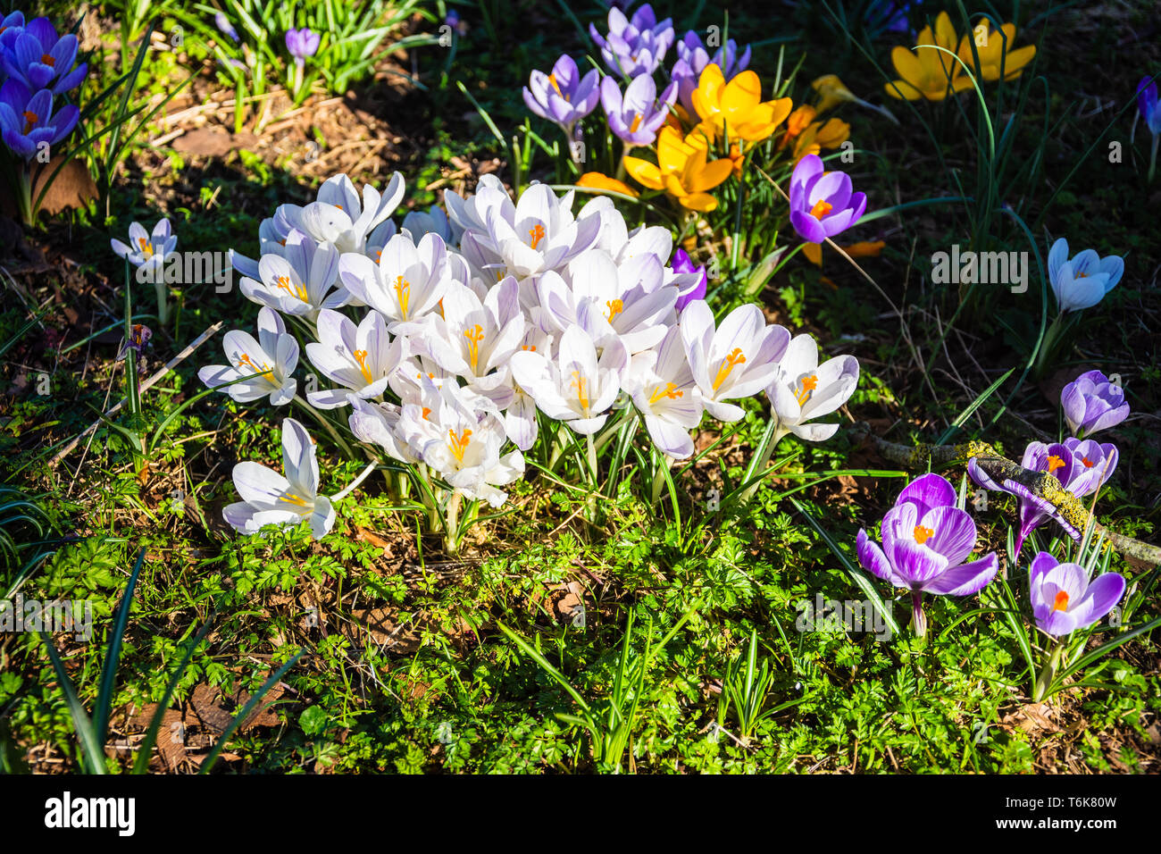 Mixed crocuses blooming in spring with a main group of white flowers and various other colours surrounding them Stock Photo