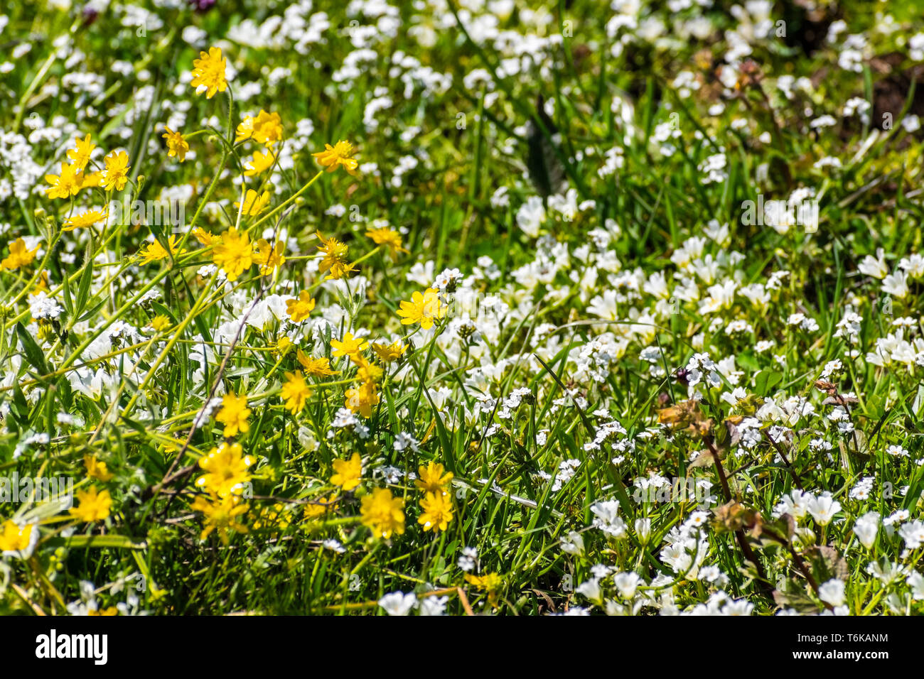 California Buttercup (Ranunculus californicus), White meadowfoam (Limnanthes alba) and Popcorn (Plagiobothrys nothofulvus) growing on a meadow, North  Stock Photo