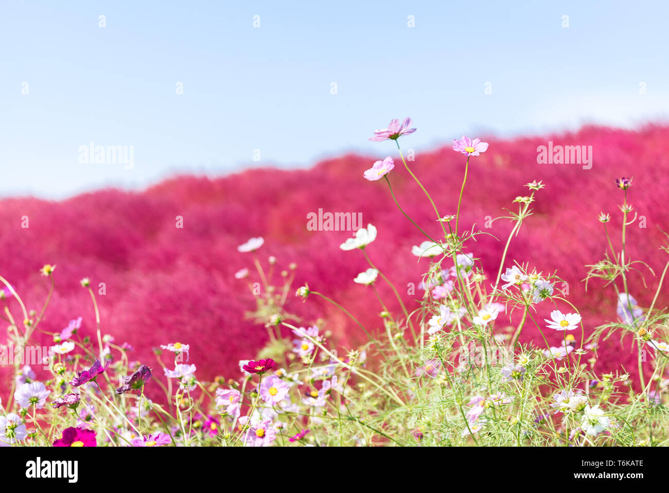 Kochia and cosmos filed Hitachi Ibaraki Japan Stock Photo