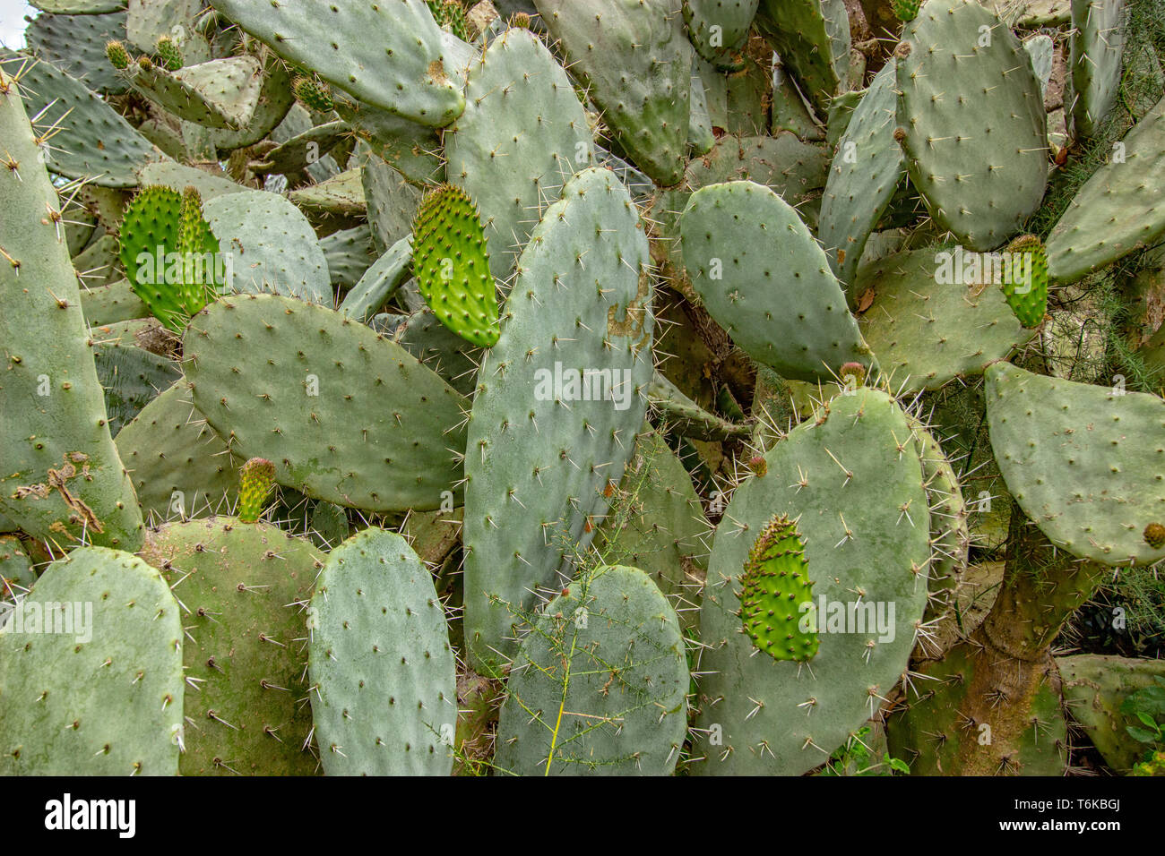Close up of a large Prickly Pear Cactus (Opuntia) growing in the wild countryside of Rabat in Morocco Stock Photo
