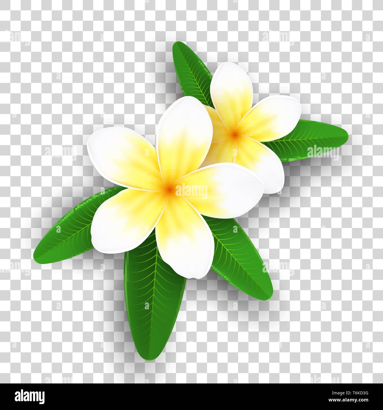 Plumeria flowers isolated on transparent background. Realistic tropical