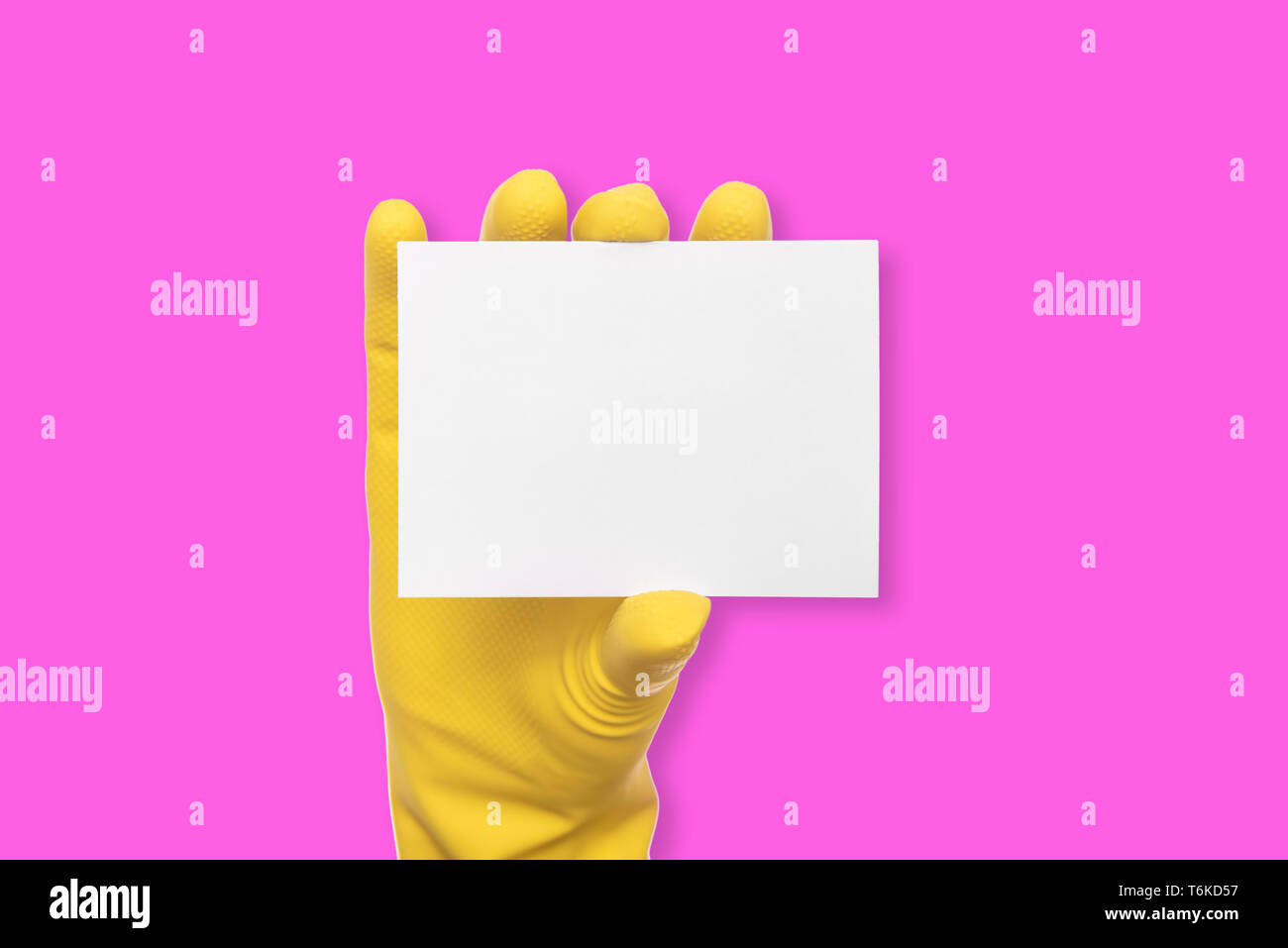 A rubber-gloved hand holds a white blank business card on pink background. Stock Photo