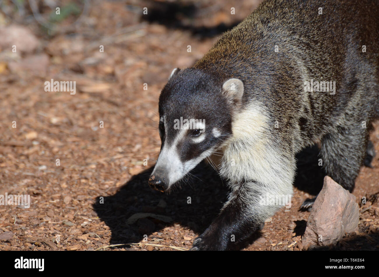Adorable white nose coatimundi on wood chips. Stock Photo