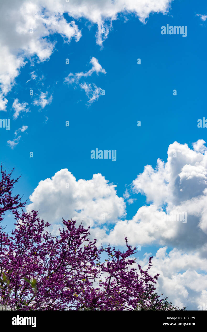 Blooming redbud tree under the blue and cloudy sky of spring Stock Photo
