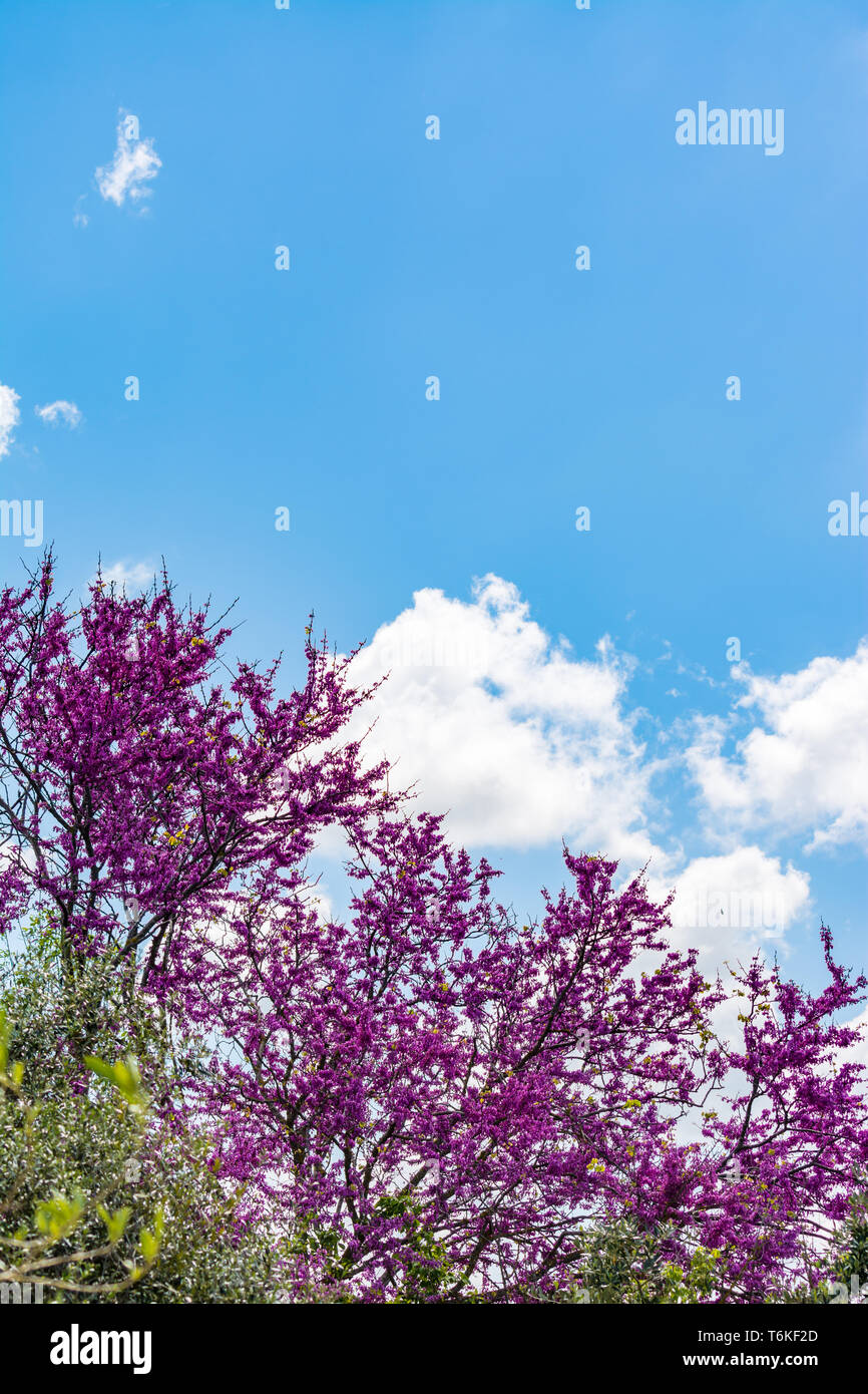 Blooming redbud tree under the blue and cloudy sky of spring Stock ...