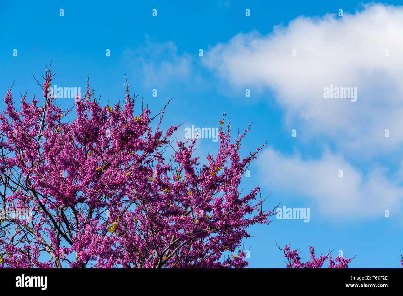 Blooming redbud tree under the blue and cloudy sky of spring Stock Photo