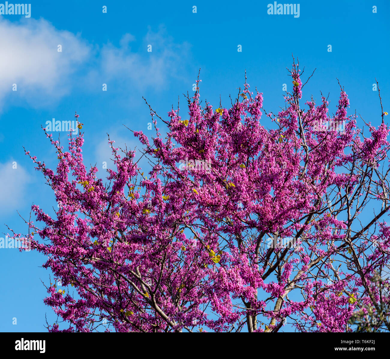 Blooming redbud tree under the blue sky Stock Photo - Alamy