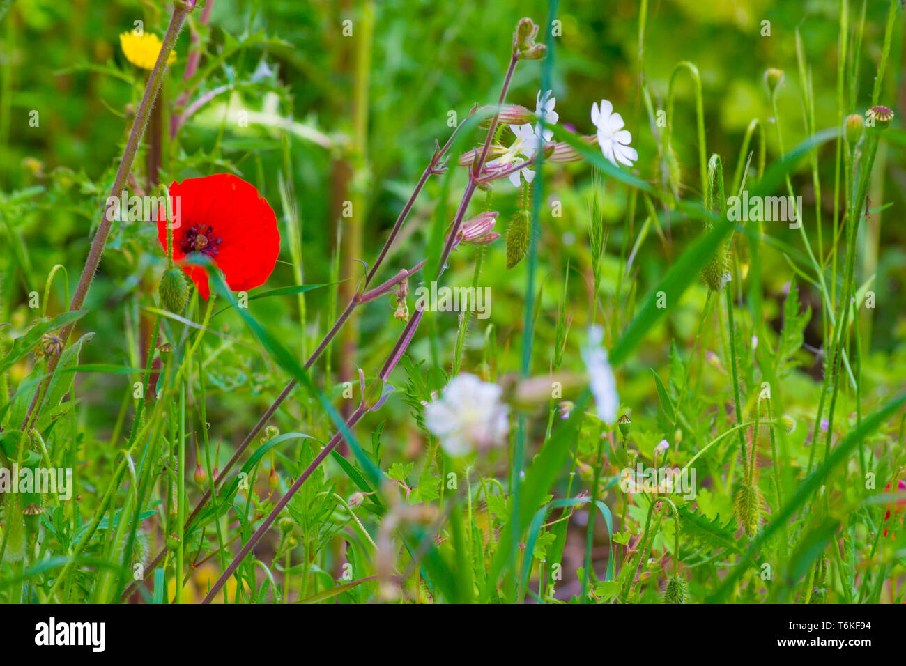 Poppies in a meadow in a sunny day of spring Stock Photo